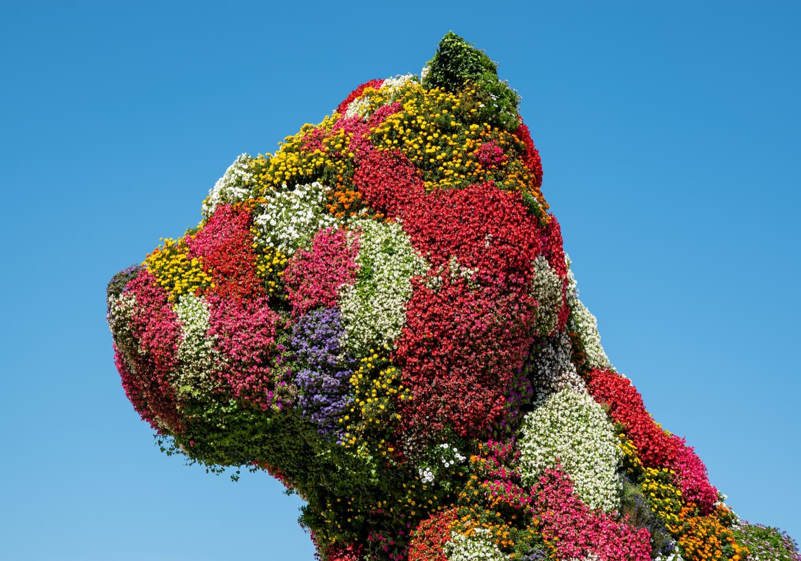 解构主义——Puppy de Jeff Koons -- 2021 -- Bilbao, España