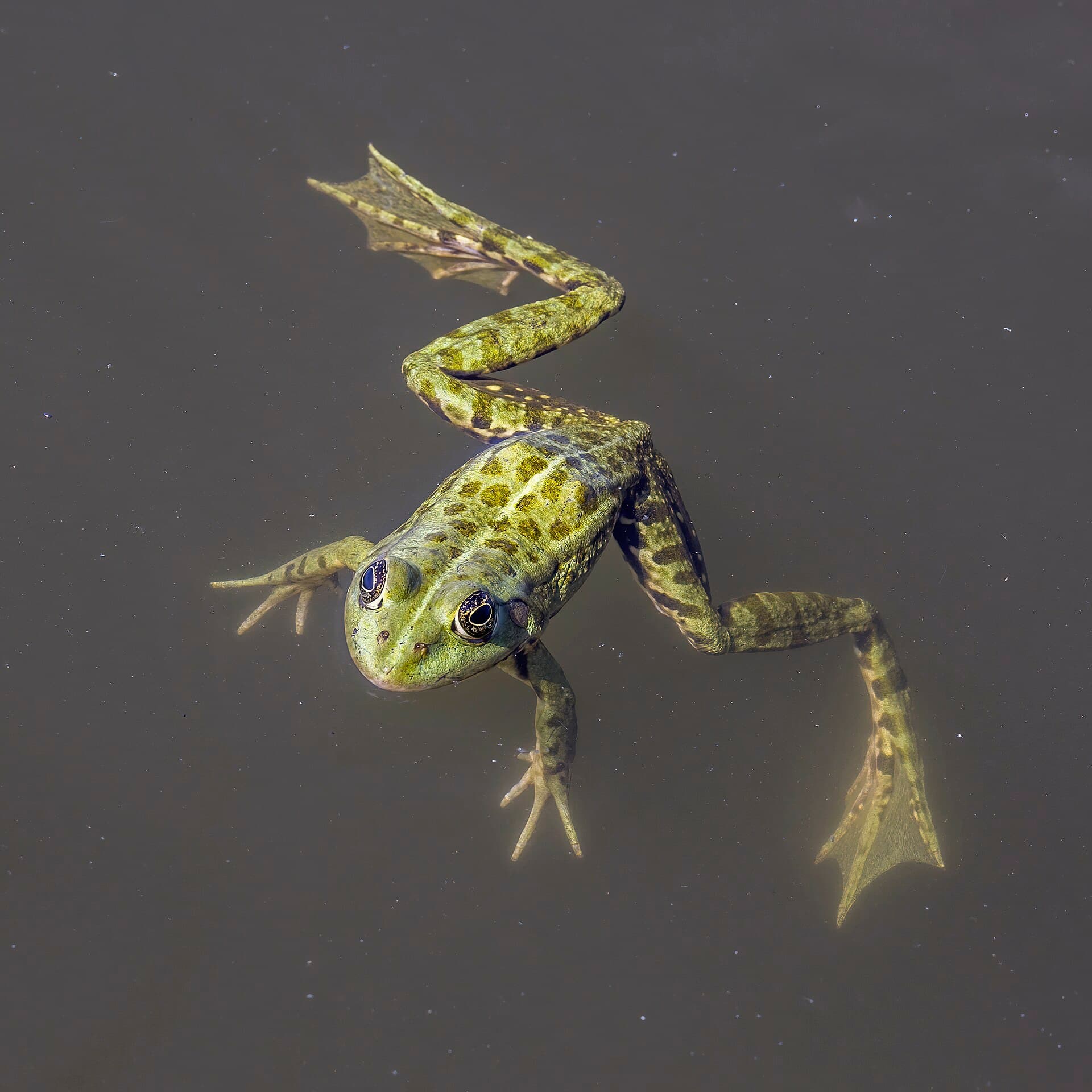Frog Design——Green frog (Pelophylax esculentus complex) Danube delta