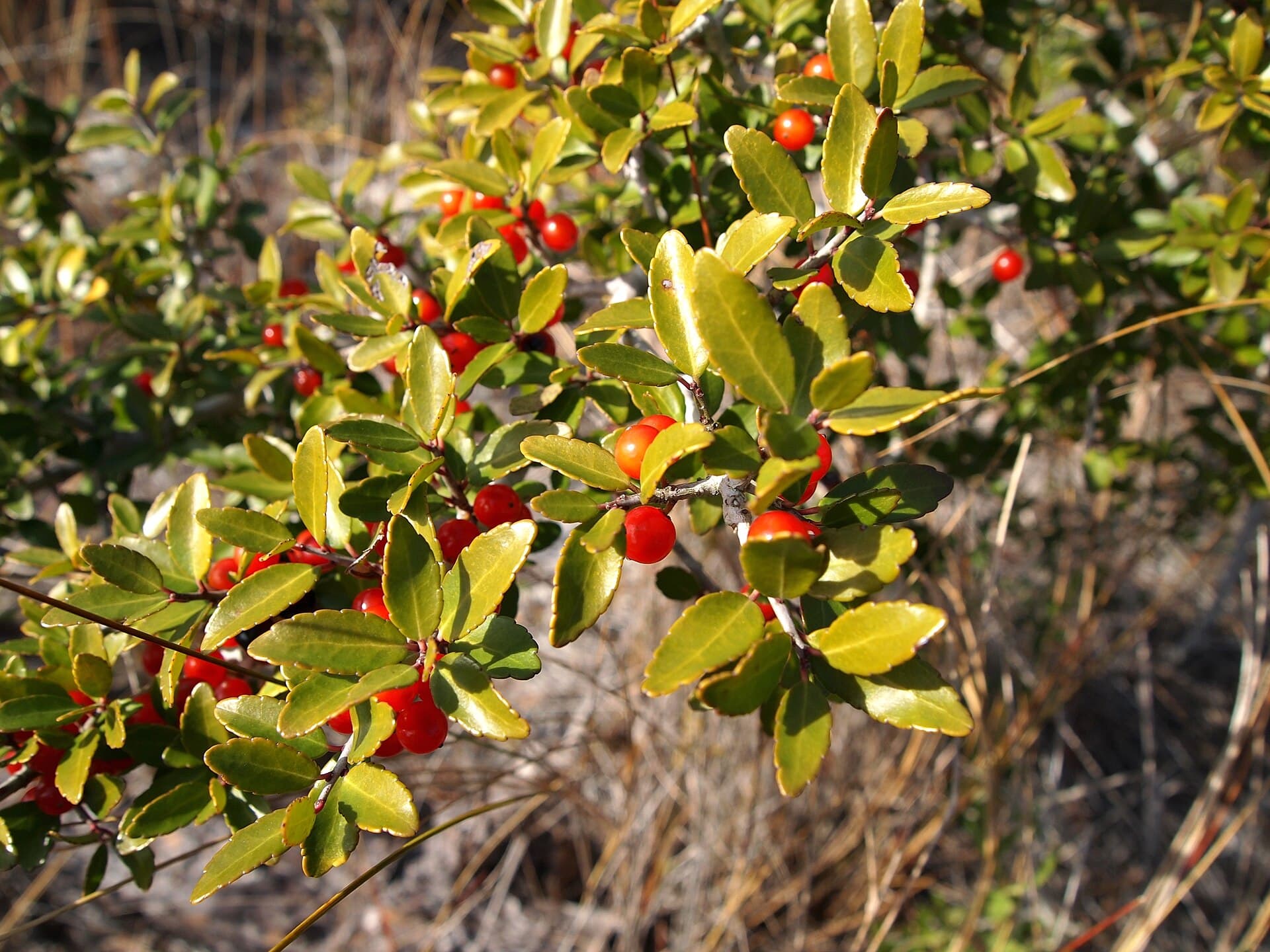 Cassina——Ilex vomitoria, by Mary Vaux Walcott