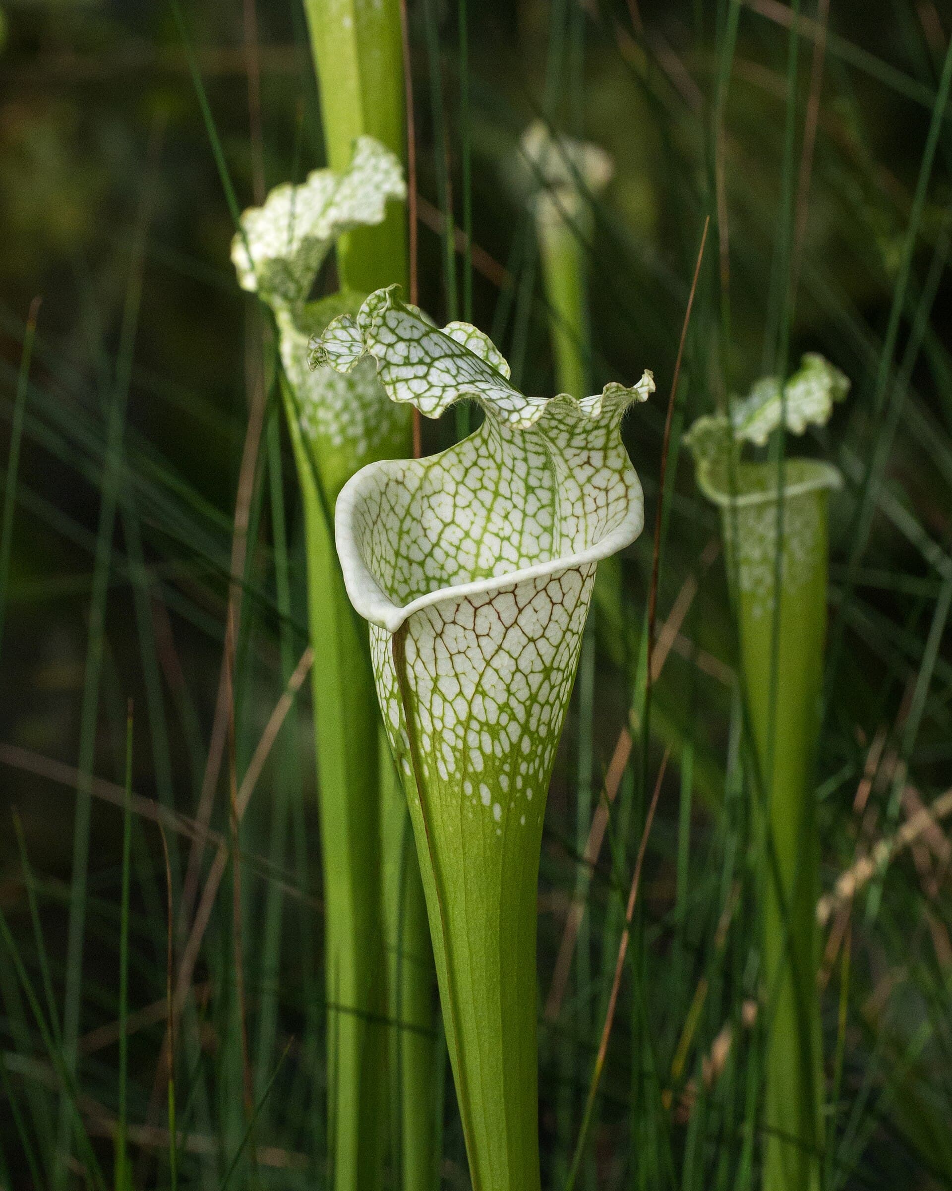 布鲁克林——Sarracenia leucophylla at the Brooklyn Botanic Garden (81396)b